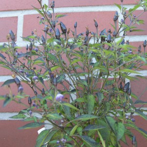 Mini chili black