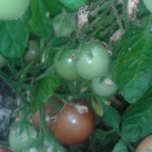 Balkontomate Sub arctic cherry